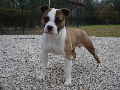 Publication : Of Diamond Eyes 