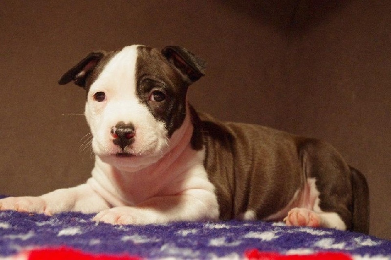 Publication : Of Passion Amstaff Auteur : Elevage Of Passion Amstaff