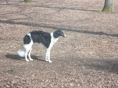 Publication : De La Zingarella