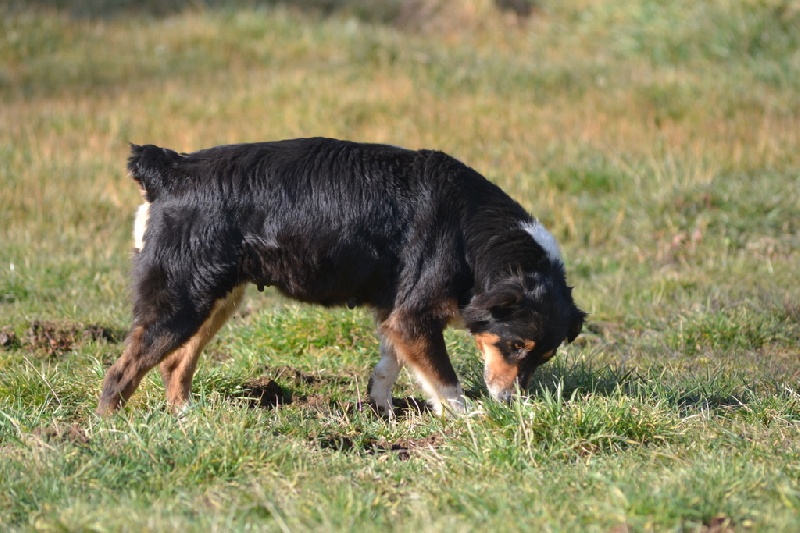 Publication : du bois de menetou