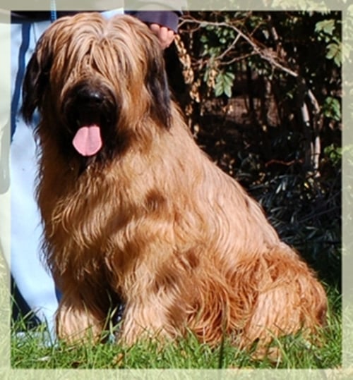 Publication : Los Laureles Auteur : Los Laureles