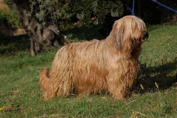 Publication : Los Laureles Auteur : Los Laureles