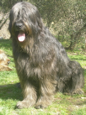 Bayou noir des ti'bidoums