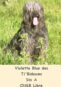 Violetta blue des ti'bidoums