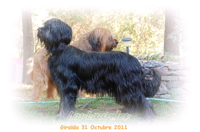 Publication : Los Laureles Auteur : Los Laureles