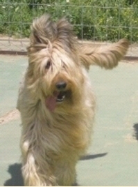 Publication : Los Laureles