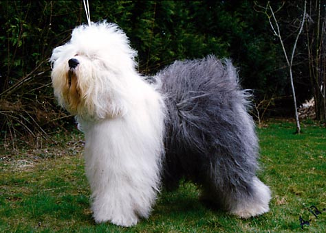 CH. Argovian A step back the roots