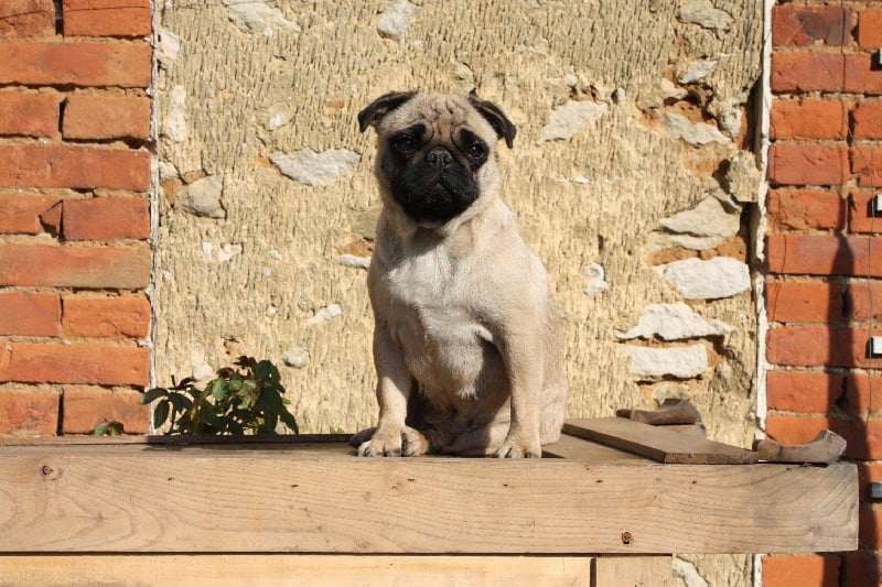 Elma dit oui Du castel des armandia