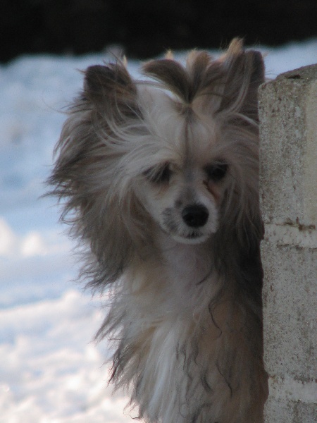 Publication : STAR STALKER'S Auteur : Stephanie CROISER