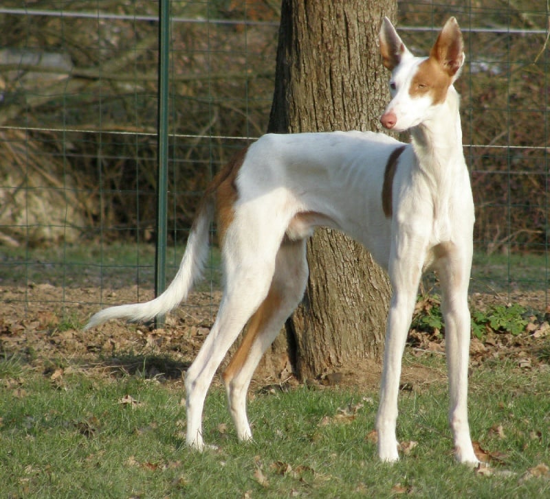 Flamenco podi dehan Titre Initial
