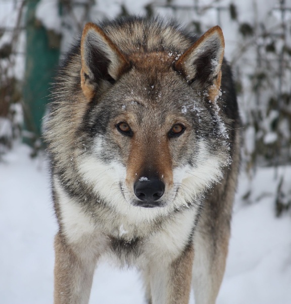 CH. Akai cash tatra kennel