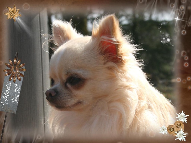 Publication : Rêves De Chiens Auteur : Copyright Rêves de Chiens