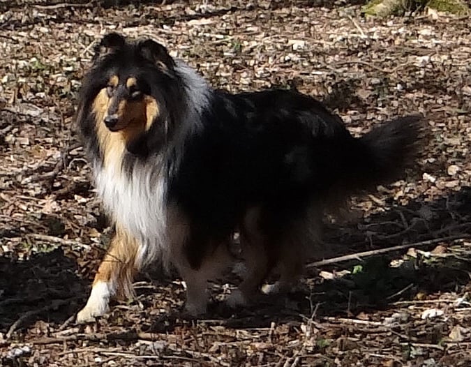 Publication : des stuarts de boisbelle 