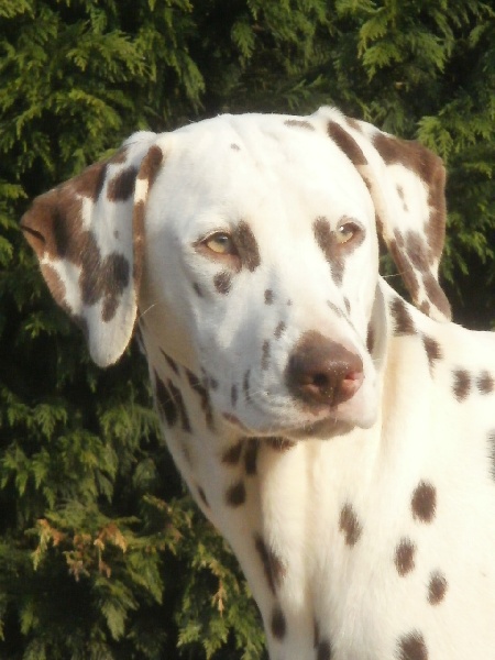 Publication : De l'eden for ever Auteur : Monneron Marion