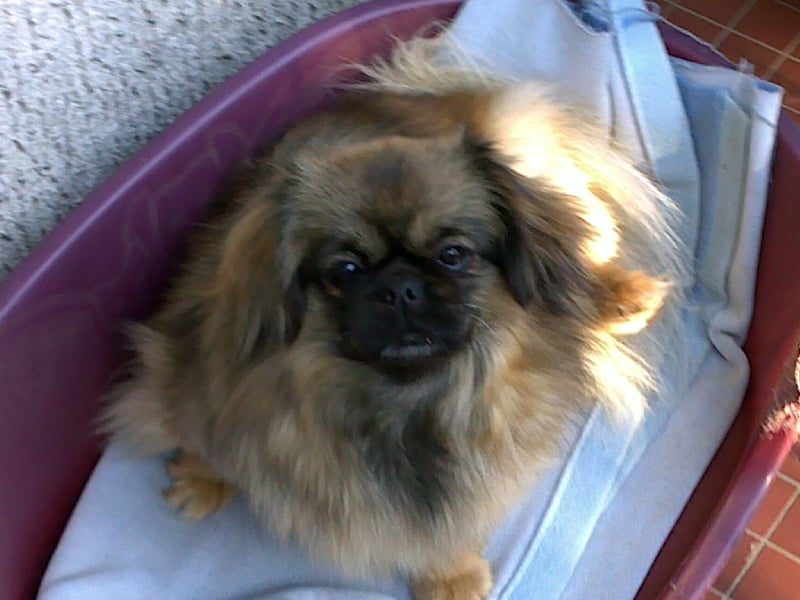 Bambou Du clos d'armelle