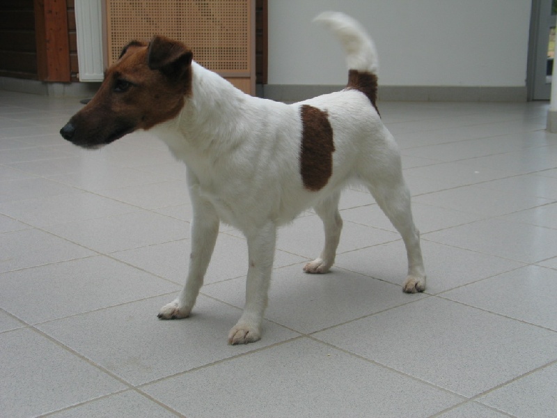 Publication : Du domaine de la villatelle Auteur : lea et lauriane 