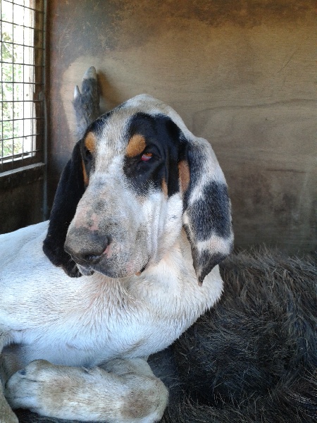 Publication : Du grun de trezioux 