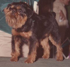 CH. dundry Mr.midshipman ch usa