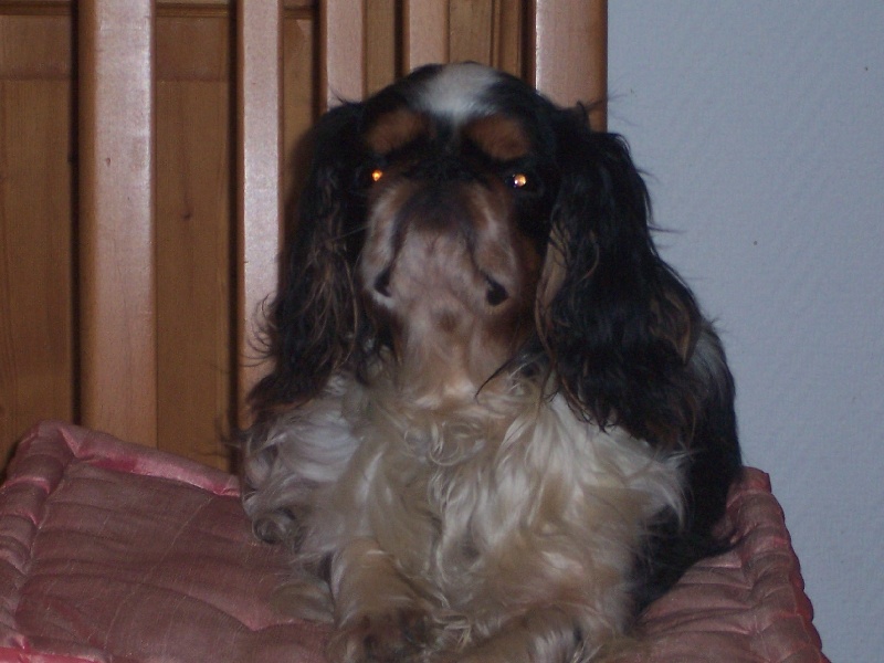 Dolche For my dreams