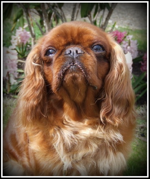 Publication : Les Cavaliers de Corence Auteur : Camer sandrine