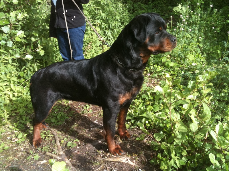 Publication : des templiers d'orka Auteur : M MOUCHON.L