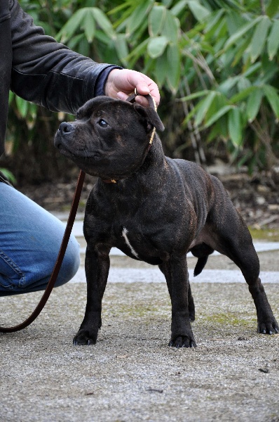 Publication : Dandy's Roots Auteur : Emmanuel LUC