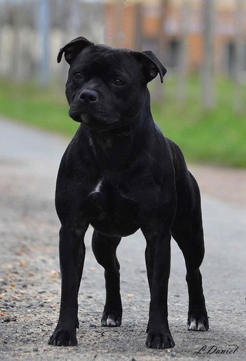 Publication : Staffanatic's Auteur : Laetitia Daniel