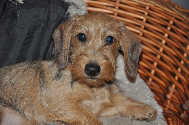 Publication : Du Roy Busard 