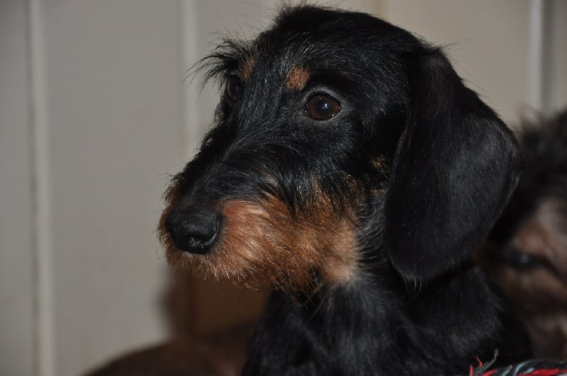 Itsme De la mazerine