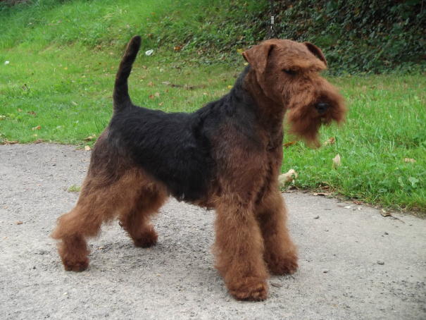 Publication : des Hautes Terres D'Avalon Auteur : Floriane et Lysiane Braban