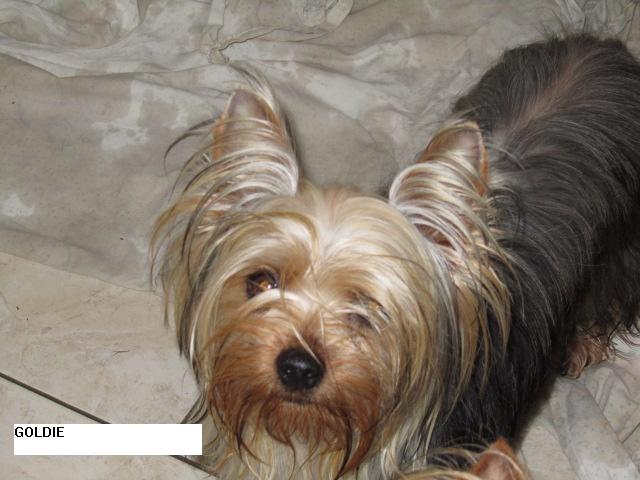 Publication : des Brault' Cadors