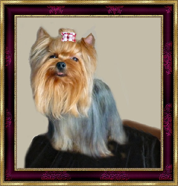 Flora de France D'Iela