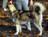 Étalon Alaskan Malamute - Fine romance of selawik river