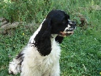 Étalon American Cocker Spaniel - CH. Very Vigie Funny yunkee