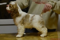 Étalon American Cocker Spaniel - Kellogg's du Domaine d'Haïsha