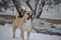 Étalon American Staffordshire Terrier - Foolkan du domaine de Zeus