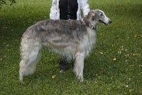 Étalon Barzoi - CH. Duc d'anjou Du grand fresnoy