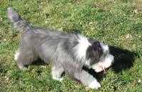 Étalon Bearded Collie - Gentiane en bleu de L'Aitone