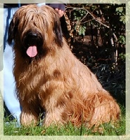 Étalon Berger de Brie - Fohat des enfants des pierrailles