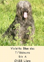Étalon Berger de Brie - Violetta blue des ti'bidoums