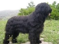 Étalon Berger de Brie - Verlaine de Majestade