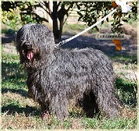 Étalon Berger de Brie - Czar bleu des ti'bidoums