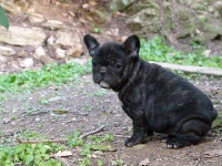 Étalon Bouledogue français - Gesmay de l'Oppidum d'Oulieulo