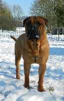 Étalon Bullmastiff - Frank sinatra des Hauts de Gaumont