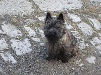 Étalon Cairn Terrier - Grace de la Manade d'Ecosse