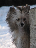 Étalon Chien chinois à crête - Ginger du Jardin de Guanglying