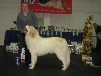 Étalon Chien de Montagne des Pyrenees - Echo De'chien Aslan warrior