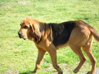 Étalon Chien de Saint-Hubert - Falko de l'antre de l'ours