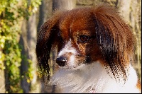 Étalon Epagneul nain Continental (Phalène) - Enetari-evolette dream de la forêt d'Alandrah