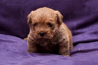 Étalon Norfolk Terrier - R u kidding me Lemonade 'hazel'